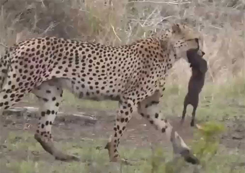 Video: Bao san tom gon heo rung