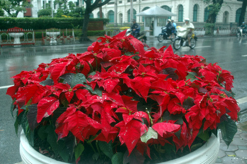 Hoa tươi đỏ thắm