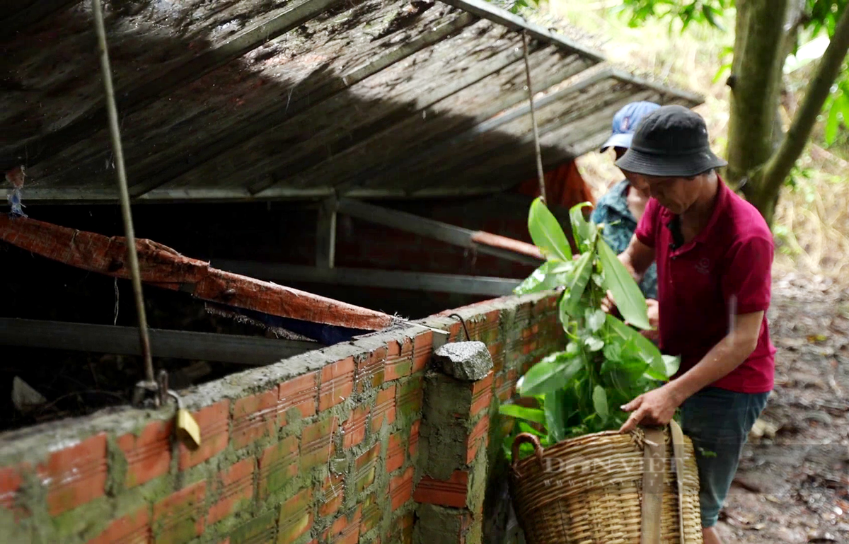 Nong dan Tay Ninh hot bac nho nuoi loai oc thom mui thuoc Nam