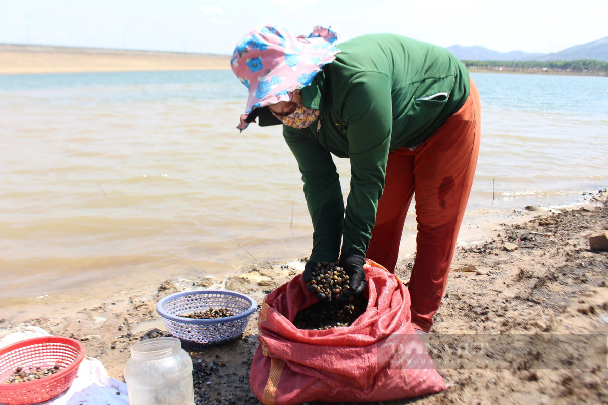 Từ sáng, chị Trần Thị Liên (trú tại TP.Kon Tum) cùng chồng mang theo đồ nghề ra hồ Đăk Yên để bắt hến.