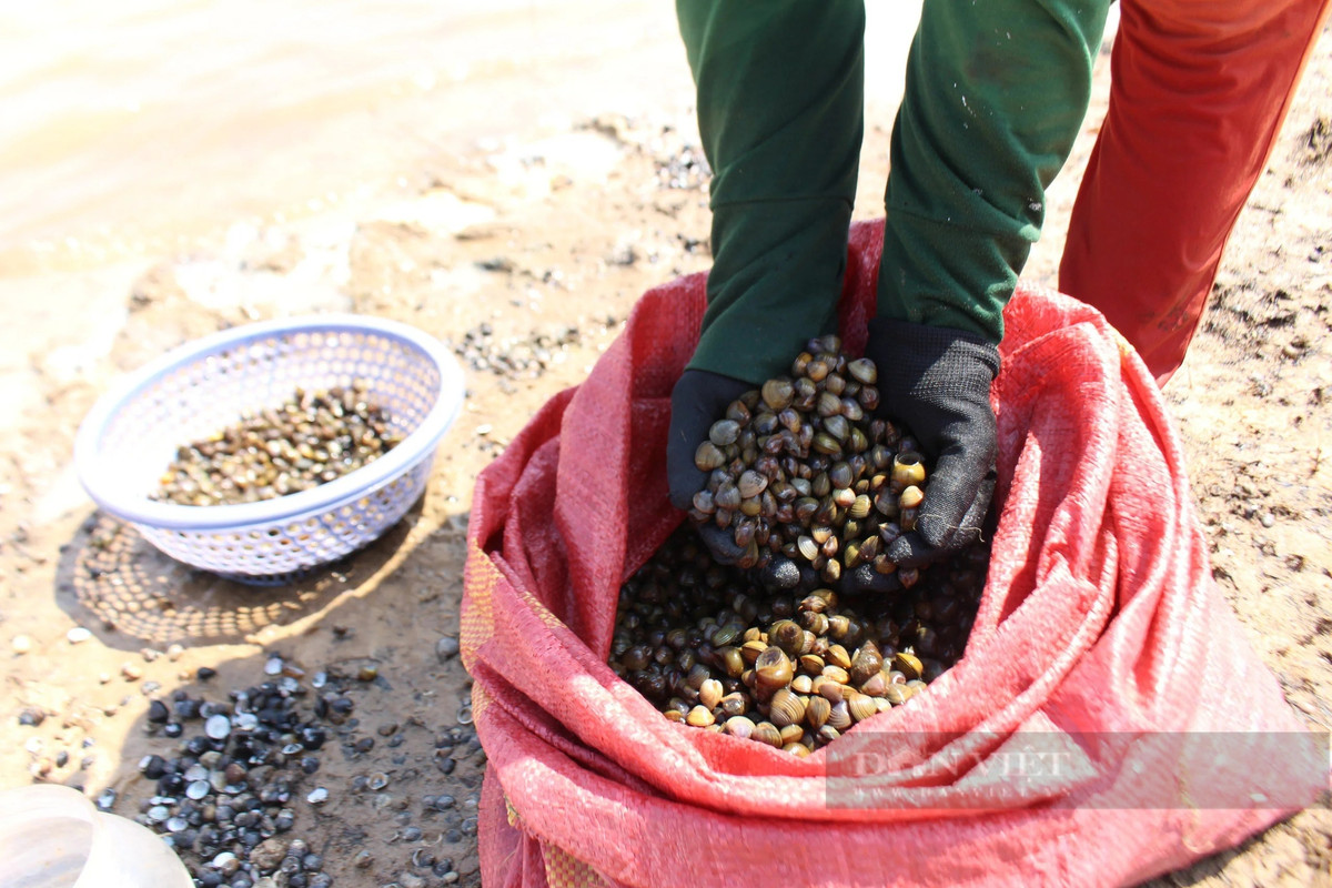 Chị Liên chia sẻ: “Năm ngoái hai vợ chồng trung bình mỗi ngày đãi được tầm 50 - 60 kg. Tuy nhiên năm nay hến chết nhiều, làm quần quật cả buổi chỉ kiếm được từ 30 - 40 kg”.