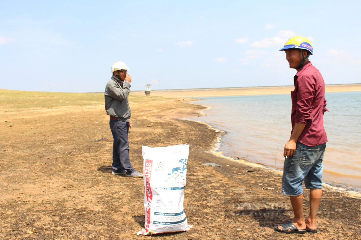 Hến được thương lái đến tận nơi thu mua với giá khoảng 15.000-17.000 đồng/kg.