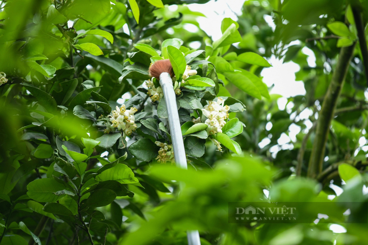 Việc thụ phấn đòi hỏi sự tỉ mỉ và mất thời gian khá nhiều. Cách thụ phấn bằng tay cho hoa bưởi là dựa trên nguyên tắc thụ phấn chéo, tức là nhị của hoa này sẽ kết hợp với nhụy của hoa khác, không bắt buộc trên cùng một bông.