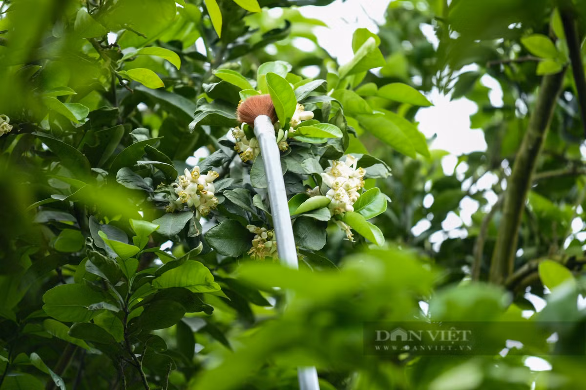 Việc thụ phấn đòi hỏi sự tỉ mỉ và mất thời gian khá nhiều. Cách thụ phấn bằng tay cho hoa bưởi là dựa trên nguyên tắc thụ phấn chéo, tức là nhị của hoa này sẽ kết hợp với nhụy của hoa khác, không bắt buộc trên cùng một bông.