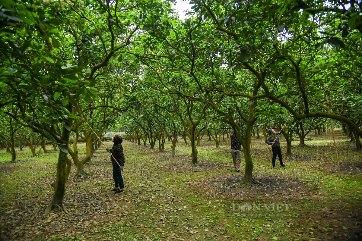 Tháng 3 là mùa hoa bưởi nở rộ, ngào ngạt, thu hút rất nhiều ong bướm từ khắp nơi về lấy mật, trợ giúp việc thụ phấn cho hoa. Tuy nhiên, để đạt năng suất quả cao, các gia đình trồng bưởi Diễn ở phường Phúc Diễn, quận Bắc Từ Liêm phải tất bật tiến hành thụ phấn cho cây.