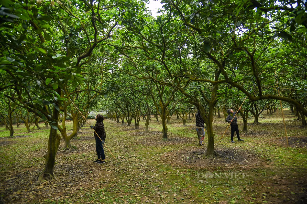 Tháng 3 là mùa hoa bưởi nở rộ, ngào ngạt, thu hút rất nhiều ong bướm từ khắp nơi về lấy mật, trợ giúp việc thụ phấn cho hoa. Tuy nhiên, để đạt năng suất quả cao, các gia đình trồng bưởi Diễn ở phường Phúc Diễn, quận Bắc Từ Liêm phải tất bật tiến hành thụ phấn cho cây.
