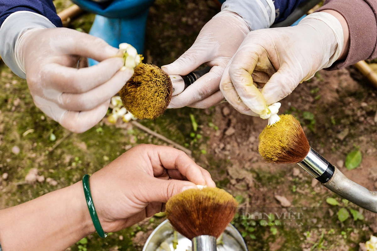 Với việc áp dụng khoa học kỹ thuật vào chăm sóc cây bưởi, trong đó có công đoạn thụ phấn bằng tay để giúp cây bưởi có tỷ lệ đậu quả cao.