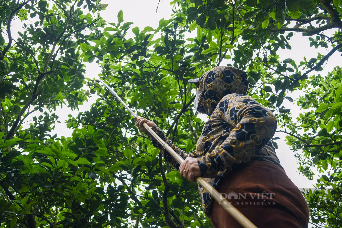 Chị Mậu Thị Xuyến (Cát Quế, Hoài Đức) cho biết: "Tận dụng thời tiết có nắng để thụ phấn cho hoa bưởi, tuy nhiên hoa bưởi nở rộ trong vòng 1 tháng nên có hôm phải làm cả ngày, tối thắp đèn mới kịp thời gian sinh trưởng. Tiền công được trả cho một ngày "se duyên" từ 300.000 – 450.000 đồng".