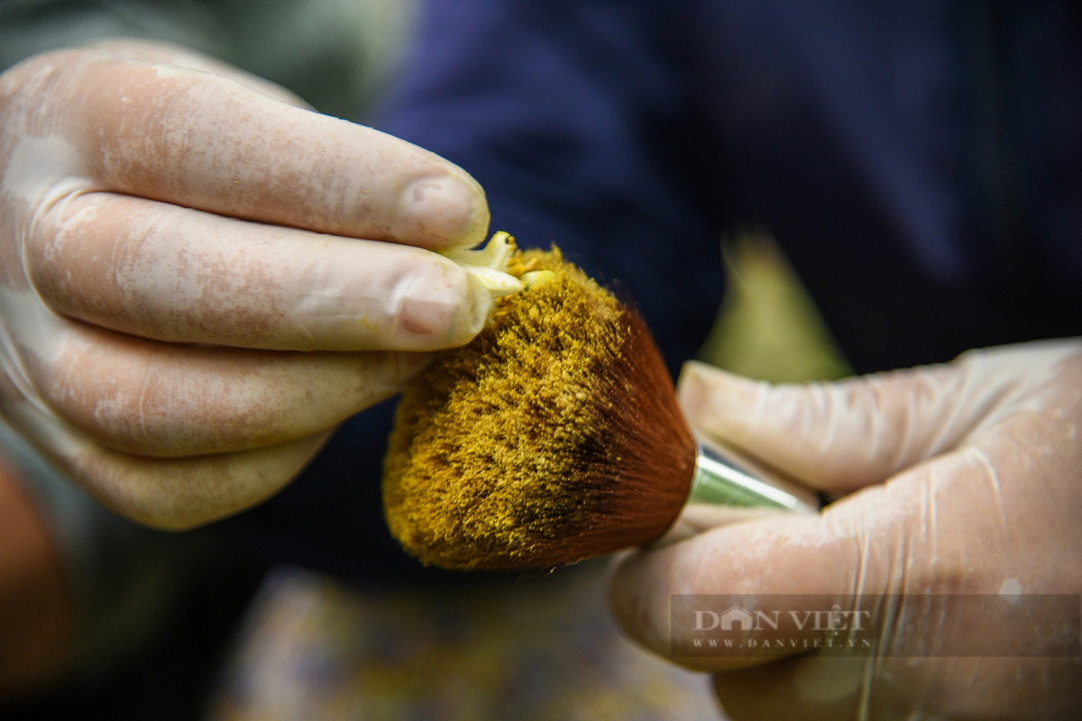 Công cụ để thụ phấn là chiếc chổi dặm phấn trang điểm. Chổi có lông mềm, không làm hư hại cánh và nhụy hoa. Dùng bột phấn sau đó quệt vào nhụy của bông hoa bưởi để tăng tỉ lệ hoa kết trái.