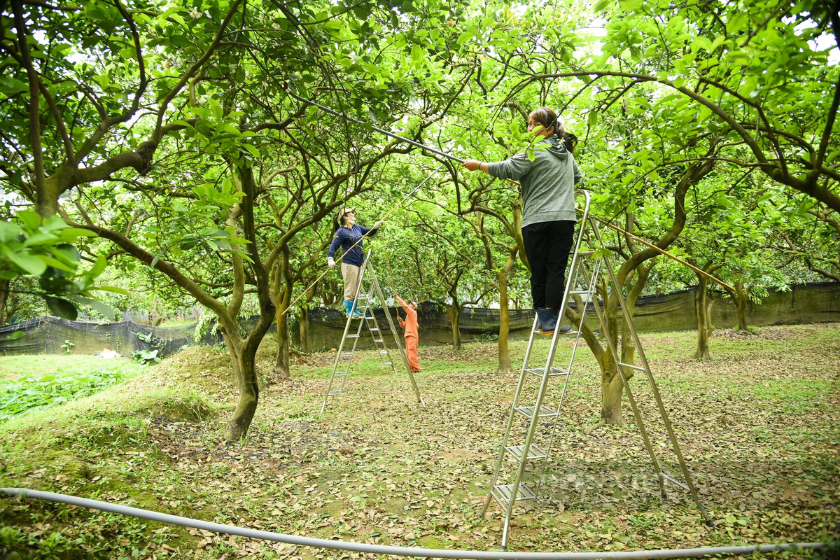Với cây lâu năm, thân cao, thợ phải trèo hoặc bắc thang để thụ phấn cho từng bông, tránh bỏ sót. Mỗi cây sẽ được thụ phấn nhiều lần.