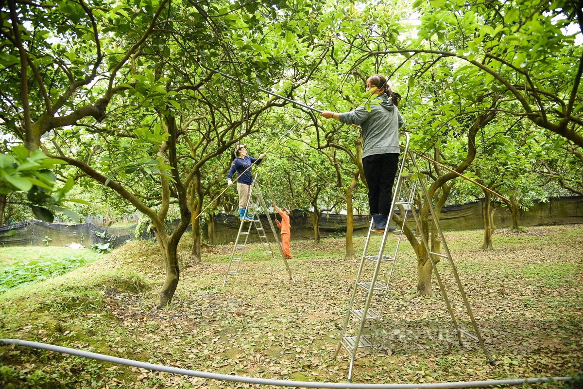 Với cây lâu năm, thân cao, thợ phải trèo hoặc bắc thang để thụ phấn cho từng bông, tránh bỏ sót. Mỗi cây sẽ được thụ phấn nhiều lần.