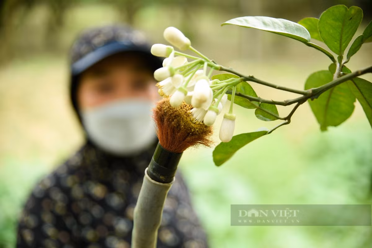 Những người làm tại vườn chia sẻ, bình thường, bưởi tự thụ phấn chỉ đậu quả khoảng hơn 30%. Nếu mình chủ động làm cho cây thì tỷ lệ lên tới hơn 90%.