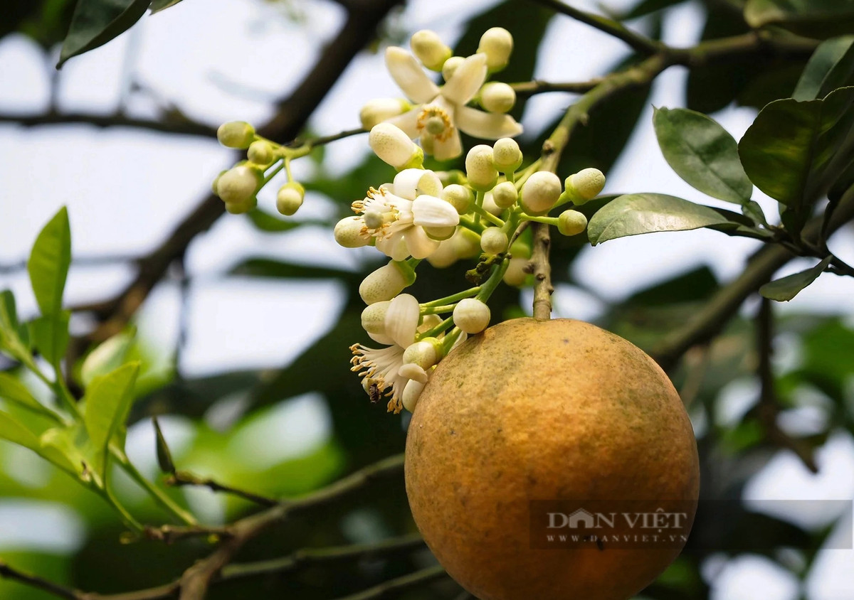 Sau tháng 4, những cành sai quả sẽ được tỉa bớt để không bị gãy, tập trung dinh dưỡng cho quả to, ngọt dẻo.