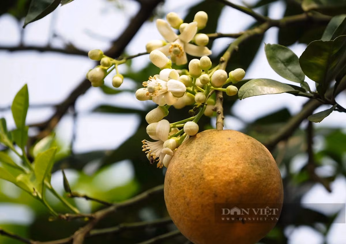 Sau tháng 4, những cành sai quả sẽ được tỉa bớt để không bị gãy, tập trung dinh dưỡng cho quả to, ngọt dẻo.