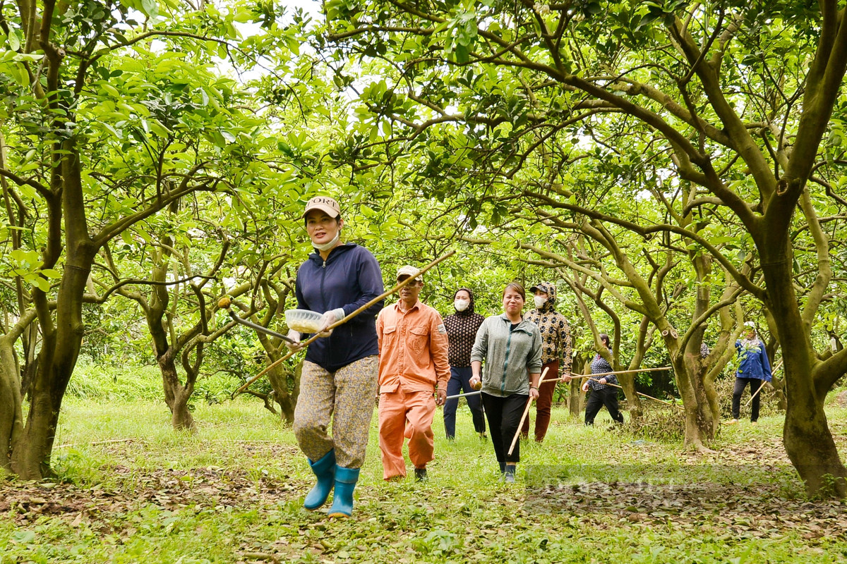 Với 2.000 gốc bưởi, gia đình ông Nguyễn Thế Dũng phải thuê 8 đến 10 người làm việc liên tục.