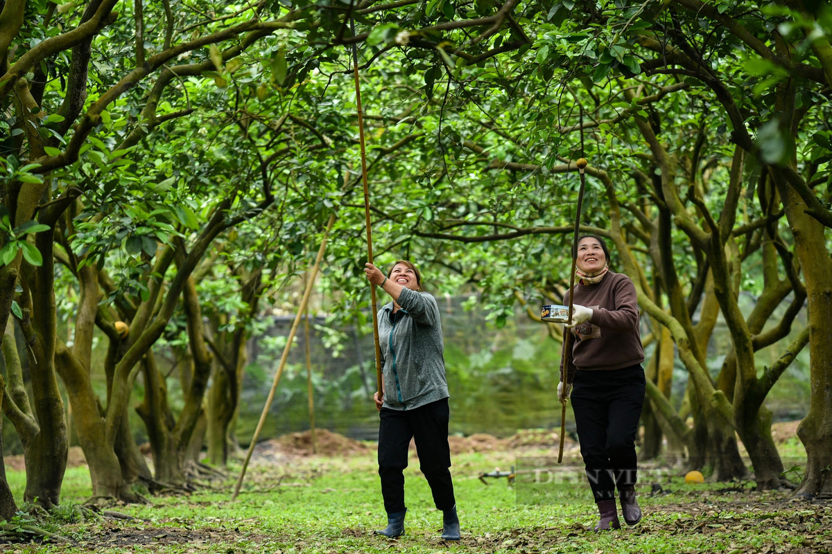 Thời tiết thích hợp để thụ phấn là trời khô nắng, vì nếu mưa, hoa sẽ bị thối; còn trời gió mạnh, phấn hoa sẽ không dính được vào đầu nhụy.