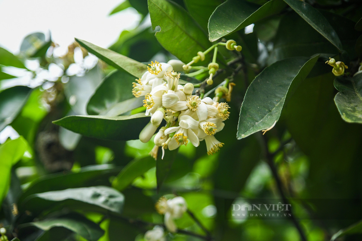 Trước kia người trồng bưởi chỉ nhờ gió, ong, bướm, chim thụ phấn nên tỷ lệ đậu quả thấp.