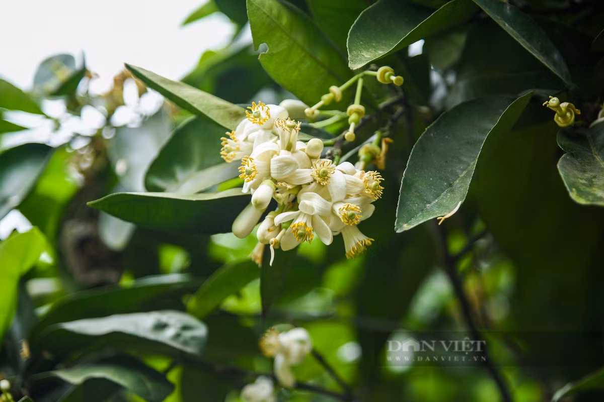 Trước kia người trồng bưởi chỉ nhờ gió, ong, bướm, chim thụ phấn nên tỷ lệ đậu quả thấp.