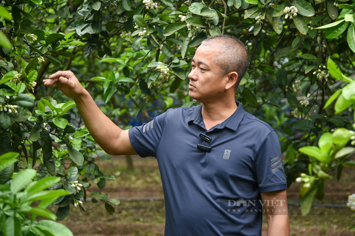 Anh Nguyễn Gia Dũng (Minh Khai, Bắc Từ Liêm, Hà Nội) chia sẻ: “Việc thụ phấn đòi hỏi sự tỉ mỉ và mất thời gian khá nhiều. Cách thụ phấn bằng tay cho hoa bưởi là dựa trên nguyên tắc thụ phấn chéo, tức là nhị của hoa này sẽ kết hợp với nhụy của hoa khác, không bắt buộc là trên cùng một bông. Những ngày này, hoa đang nở rộ nên chúng tôi phải tăng cường nhân công để cây kịp đậu quả”.