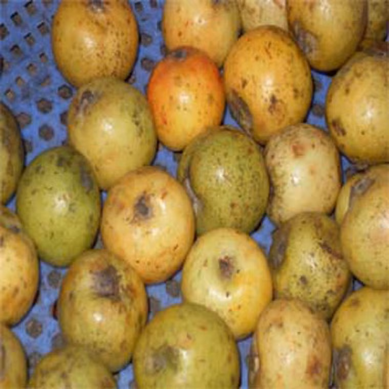 Chuẩn bị nguyên liệu theo tỷ lệ 1kg táo mèo, 100g gừng tươi, 80g đường và 40g muối. Sau khi chọn, đem rửa sạch rồi vớt ra để ráo.