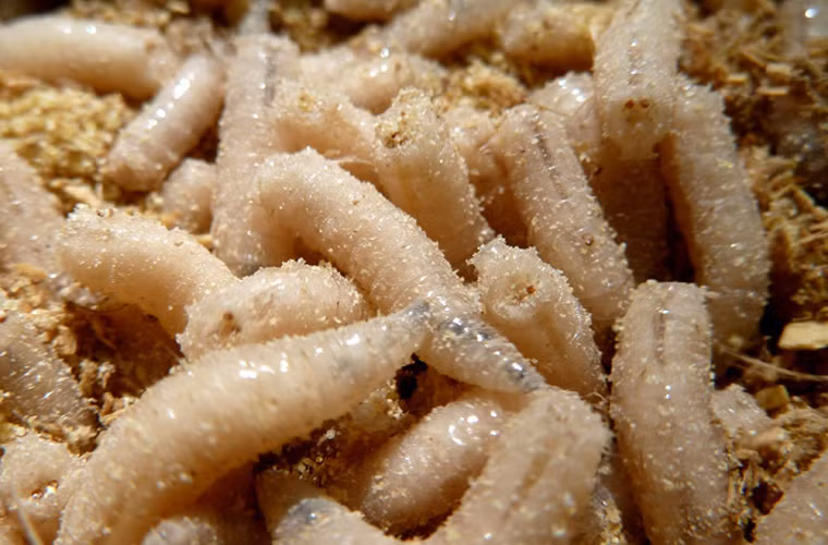 Chứng kiến cảnh tượng này, nhiều người cảm thấy kinh hãi hơn là thích thú vì sắp được thưởng thức món ăn đặc biệt.