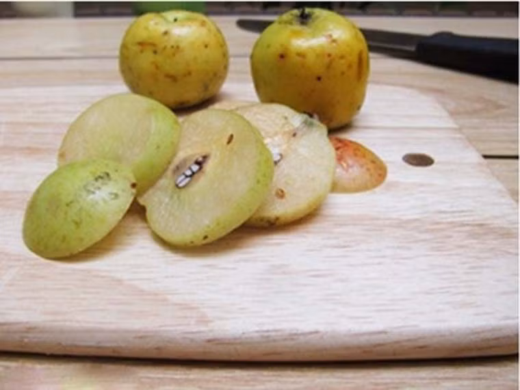 Dùng dao thái táo mèo thành từng lát nhỏ. Lưu ý không gọt bỏ vỏ bởi như vậy dễ khiến món ăn không được giòn; có thể loại bỏ lớp hạt hoặc không.