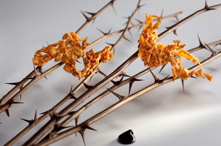 Mugaritz (San Sebastián, Tây Ban Nha). Nhà hàng nổi tiếng thế giới nhờ những món ăn độc đáo có 1-0-2 do đầu bếp Andoni Luis Aduriz tự tay làm ra. Thực đơn của Mugaritz không cố định mà thay đổi theo mùa, theo sức sáng tạo của người chế biến.