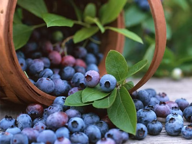 Tăng cường sử dụng quả việt quất. Đại học Rutgers khẳng định uống khoảng nửa hoặc một cốc việt quất mỗi ngày giúp cơ thể bổ sung đủ lượng pterostilbene, ức chế sự phát triển của tế bào tiền ung thư ruột.