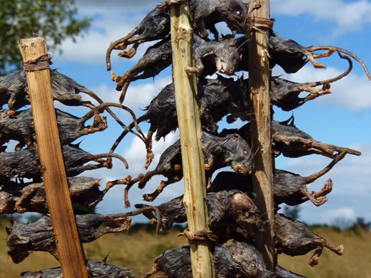 Họ thường làm sạch lông, mổ bụng rồi đem nấu, muối hoặc sấy khô cả con với cái đầu nhọn hoắt để ăn dần.