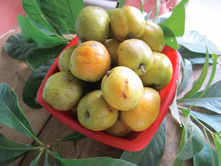 Không chỉ ngon miệng, trong Đông y, táo mèo còn được biết đến với cái tên sơn trà. Loại quả này có tác dụng hạ huyết áp nhờ làm giãn mạch ngoại vi. Nó cũng giúp hạ mỡ trong máu, làm giãn động mạch vành, cải thiện sức co bóp của cơ tim.