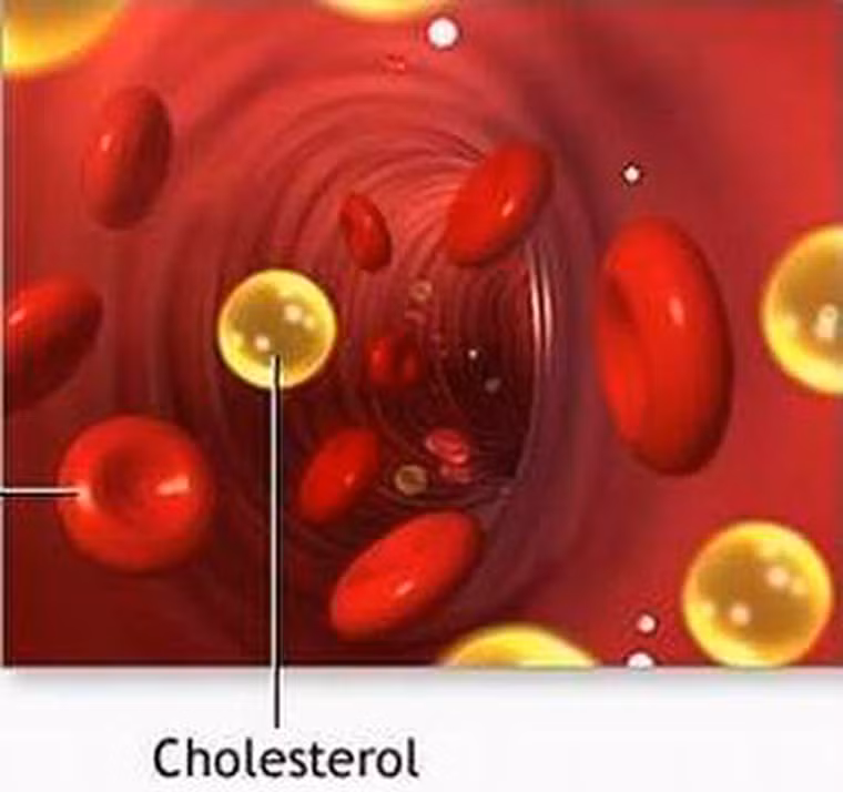 Trong khi đó, niacin và lượng chất xơ ở loại quả này có khả năng giảm nồng độ cholesterol ở máu.