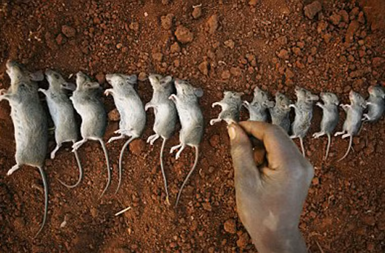 Đây cũng là thời điểm thịt chuột ngon nhất nhờ chén nhiều ngũ cốc, trái cây, cỏ và các loại côn trùng.