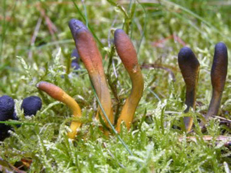 Khi về kinh, những chú dê được thả vào khu vườn rộng đầy cỏ xanh tốt và tẩm bổ bằng cỏ đông trùng hạ thảo quý hiếm.