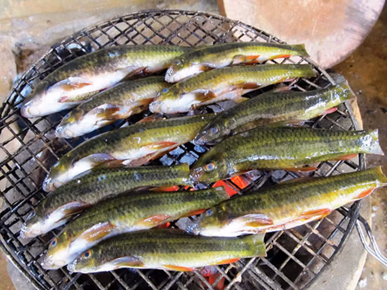 Nếu như cá sông, cá biển vùng xuôi thường kén con to, đẫy đà thì đồng bào ở đây lại cố gắng chọn những con cá suối chỉ nhỏ bằng ngón tay người lớn, sống ẩn mình trong các hốc đá chảy ra theo nguồn nước suối.