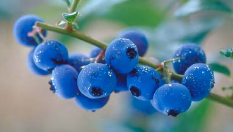 Mặc dù không phổ biến tại Việt Nam song bạn có thể mua chúng tại siêu thị và hoàn toàn yên tâm bởi việt quất đông lạnh không hề bị hao tổn chất dinh dưỡng.