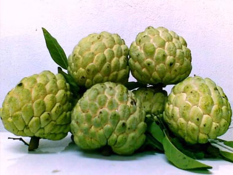 Đặc biệt hơn cả, na chứa nhiều chất kích thích sự phát triển của não, hệ thần kinh và hệ miễn dịch của thai nhi. Đối với người lớn, vitamin B6 trong na rất có lợi cho hoạt động của não bộ vì nó kiểm soát mức độ hóa học thần kinh GABA. Mức độ hóa học thần kinh GABA có tác dụng loại bỏ sự căng thẳng, làm dịu thần kinh dễ bị kích thích và thậm chí điều trị trầm cảm.