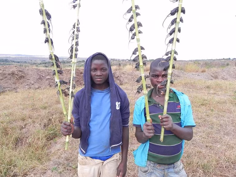 Nếu dùng không hết, họ có thể xếp chúng thành một chuỗi bằng những chiếc gậy để đem bán tại các khu chợ hay quầy hàng bên lề đường.