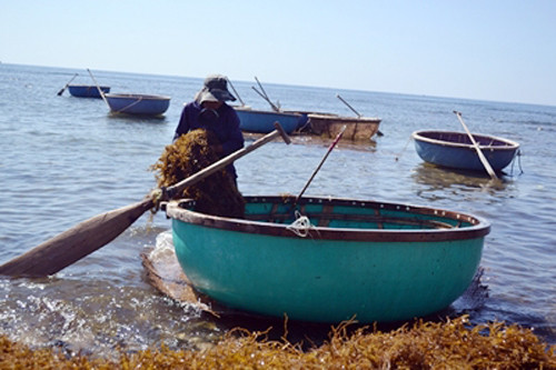 Người dân Quảng Ngãi "quay cuồng" trong cơn sốt rong mơ.