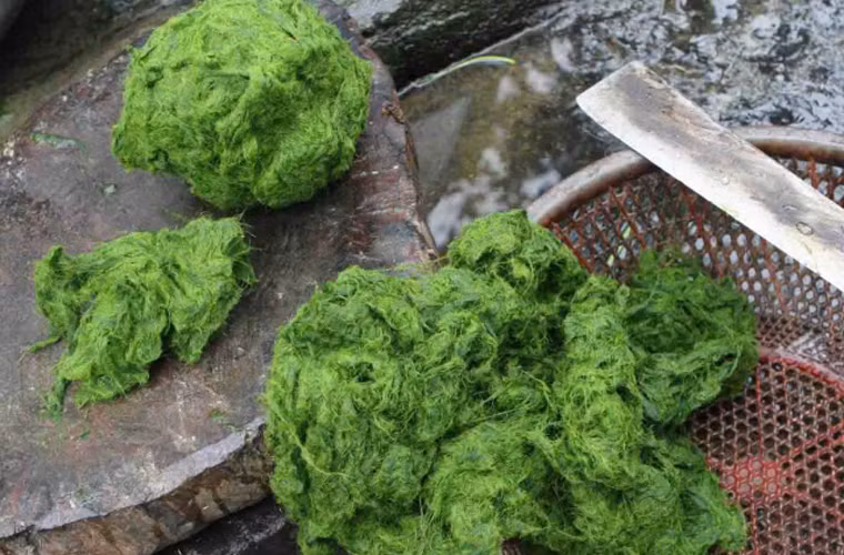 Rêu sạch và non thường có tại các khe suối có độ sâu từ 0,4 – 1m. Do mùa rêu mọc ngắn nên người dân tìm cách phơi khô làm thức ăn dự trữ cho mùa đông; thưởng thức trong các bữa ăn hàng ngày, tiệc cưới hay dịp lễ hội.