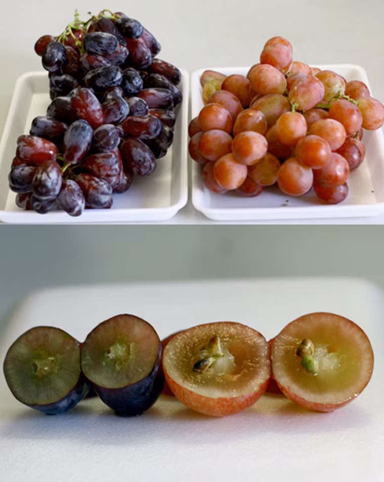 Kiểm nghiệm mẫu nho nhập khẩu từ Trung Quốc, Cục Bảo Vệ Thực Vật (Bộ NN&amp;PTNT) từng phát hiện nho chứa chất carbendazim và tebuconazole với dư lượng vượt mức cho phép từ 1,5-5 lần. Cả hai chất này đều được xác định có thể gây ra rủi ro với liều dùng cao, gây hại cho gan và đặc biệt kích ứng mắt, khá độc khi bị nhiễm qua đường miệng và mắt.