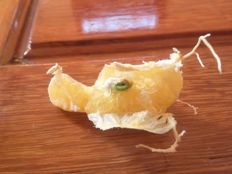 Cam. Cam cũng là mặt hàng thường được dán nhãn “tây”. Nhiều người từng mua phải cam “đểu” cho biết, loại cam này có thể để hai tháng nhưng bên ngoài vẫn tươi nguyên. Khi bóc vỏ ra, hạt đã nảy mầm, rễ mọc dài gần 3cm.