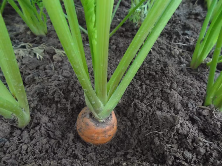 Tăng năng suất cho cà rốt. Khi gieo, trộn bã cà phê với đất, hạt cà rốt rồi cho vào một chiếc bầu nhỏ. Bã cà phê có tác dụng cải thiện chất lượng đất, cung cấp dinh dưỡng cho cây trồng và đẩy lùi sâu bệnh hiệu quả.