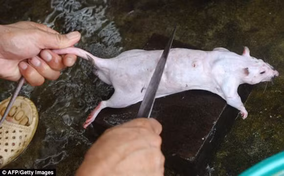 Khác với những con vật sống khác, chuột mang về không cần cắt tiết cầu kỳ mà chỉ cần đập đầu cho bất tỉnh rồi nhúng vào nước sôi, làm sạch lông.