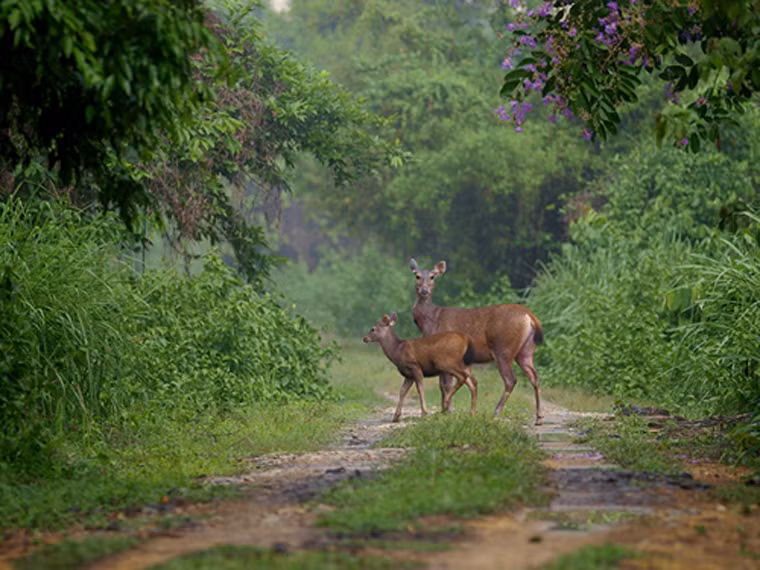 Nguyên liệu để chế biến món ăn là thịt của những chú nai sống trong rừng hoặc được nuôi ở trang trại. Dù là nai nuôi song chúng vẫn giữ được đặc trưng khá ít gân so với thịt bò. Khi ăn, người thưởng thức dễ dàng cảm nhận vị ngọt đậm đà.