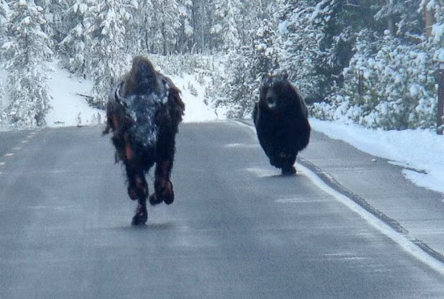 Khi đang đi trên đường mòn trong Vườn quốc gia Yellowstone Montana, Alex nghe thấy tiếng động lạ. Ban đầu, anh nghĩ rằng đây là tiếng vó ngựa cho đến tận khi hai nhân vật này xuất hiện.