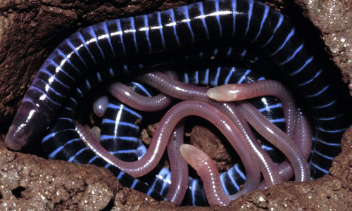 Chúng sống chủ yếu tại khu vực có nước ngọt ở các vùng nhiệt đới như Nam Mỹ, Ấn Độ, Đông Nam Á..