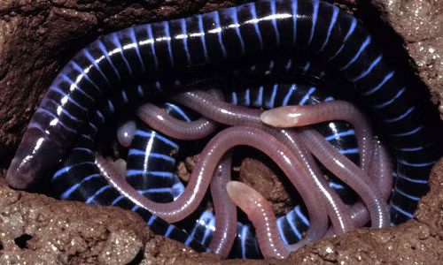 Chúng sống chủ yếu tại khu vực có nước ngọt ở các vùng nhiệt đới như Nam Mỹ, Ấn Độ, Đông Nam Á..