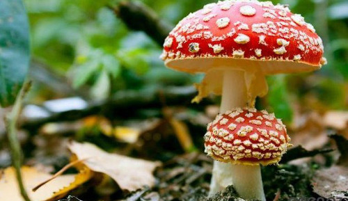 Psilocybin tác động bằng cách phá vỡ mạng lưới thông tin liên lạc bình thường của não, cho phép kết nối các vùng não vốn không tương tác với nhau.