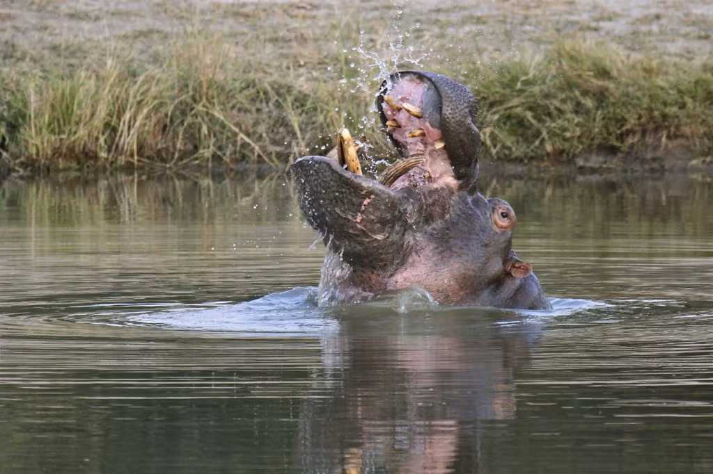 Nhờ vậy, nó có thể thoải mái tắm mát mà không sợ bị làm phiền nữa.