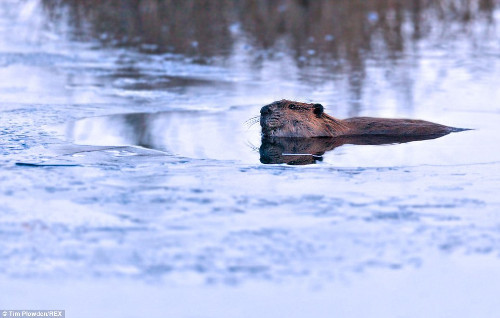 Một con rái cá biển bơi qua dòng nước lạnh.